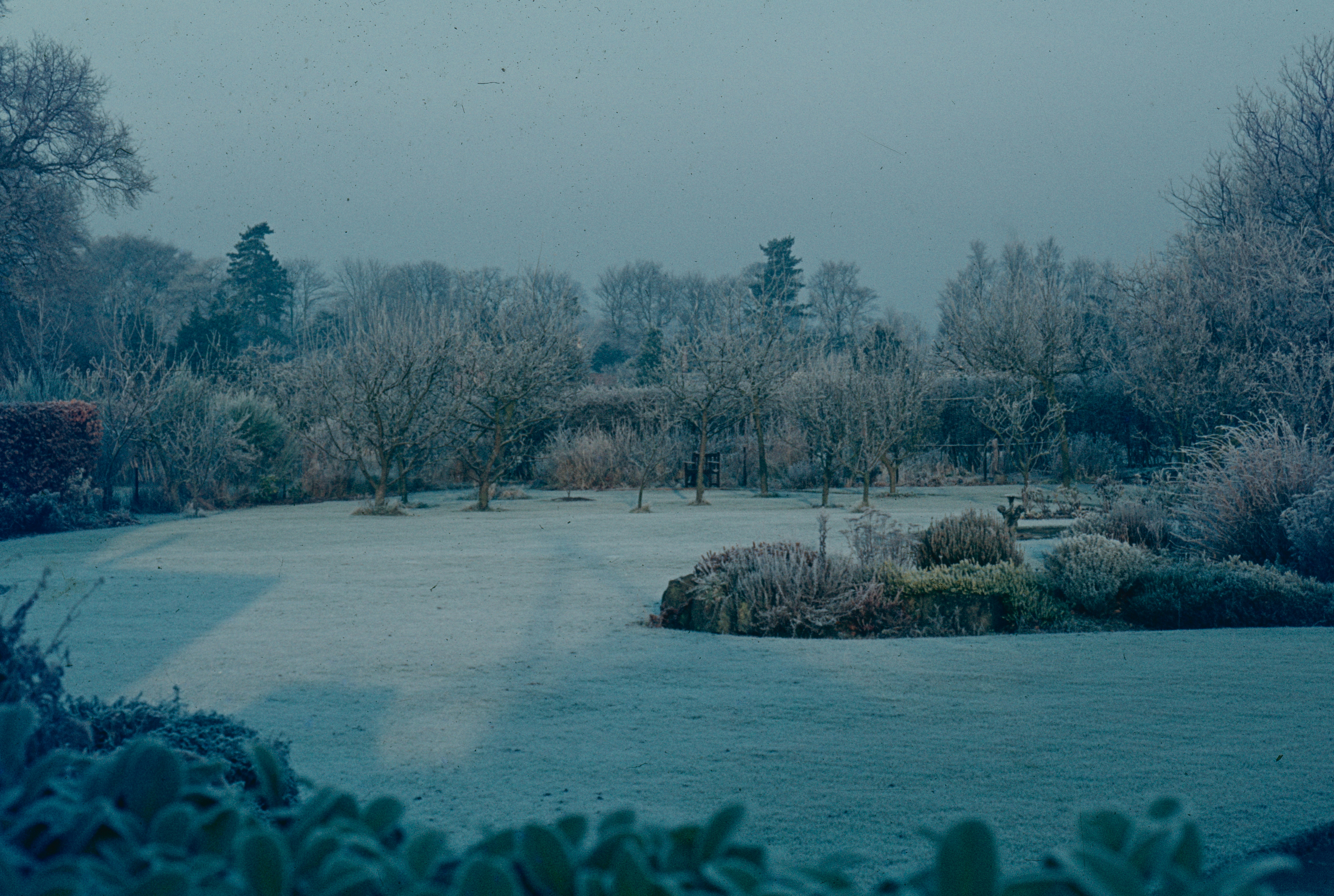 Winter in de tuin